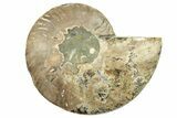 Cut & Polished Ammonite Fossil (Half) - Madagascar #223213-1